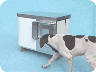 anidog.gif